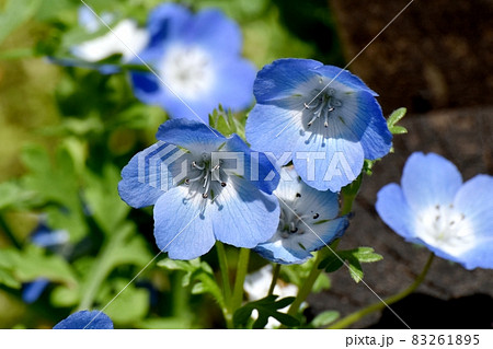 三鷹中原に咲く青いネモフィラの花 83261895