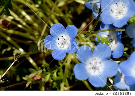 三鷹中原に咲く青いネモフィラの花 83261898
