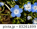 三鷹中原に咲く青いネモフィラの花 83261899