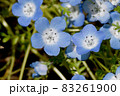 三鷹中原に咲く青いネモフィラの花 83261900