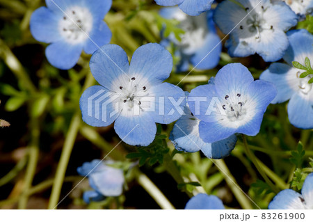 三鷹中原に咲く青いネモフィラの花 83261900