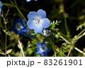 三鷹中原に咲く青いネモフィラの花 83261901