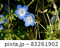 三鷹中原に咲く青いネモフィラの花 83261902