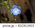 三鷹中原に咲く青いネモフィラの花 83261903