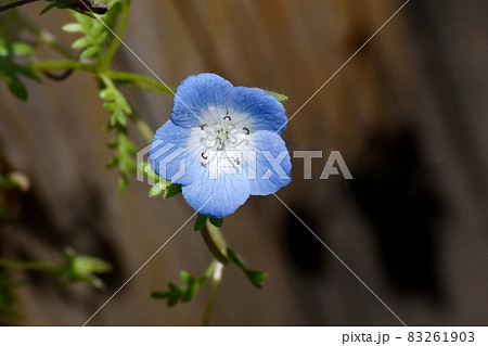 三鷹中原に咲く青いネモフィラの花 83261903