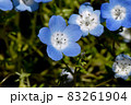 三鷹中原に咲く青いネモフィラの花 83261904