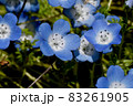 三鷹中原に咲く青いネモフィラの花 83261905