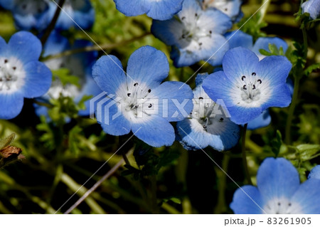 三鷹中原に咲く青いネモフィラの花 83261905