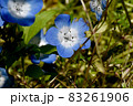 三鷹中原に咲く青いネモフィラの花 83261906