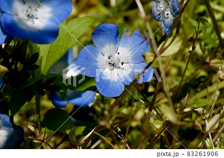 三鷹中原に咲く青いネモフィラの花 83261906