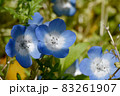 三鷹中原に咲く青いネモフィラの花 83261907