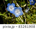 三鷹中原に咲く青いネモフィラの花 83261908