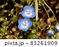 三鷹中原に咲く青いネモフィラの花 83261909