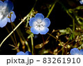 三鷹中原に咲く青いネモフィラの花 83261910