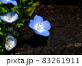 三鷹中原に咲く青いネモフィラの花 83261911