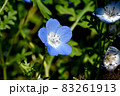三鷹中原に咲く青いネモフィラの花 83261913