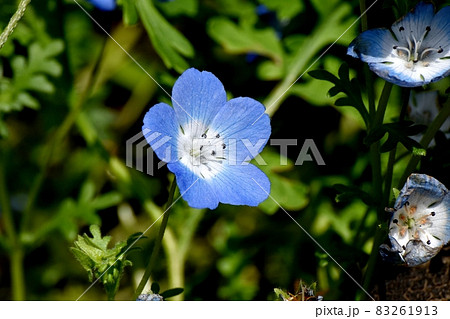 三鷹中原に咲く青いネモフィラの花 83261913