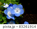 三鷹中原に咲く青いネモフィラの花 83261914