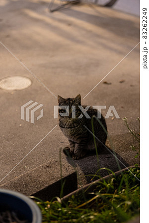 EOSR6.夜広島市街、美猫現る。 83262249