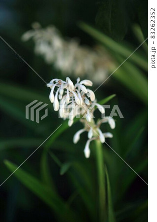 山野草 ノシランの白い花咲く 山野草 ノシランの白い花咲く 83262352