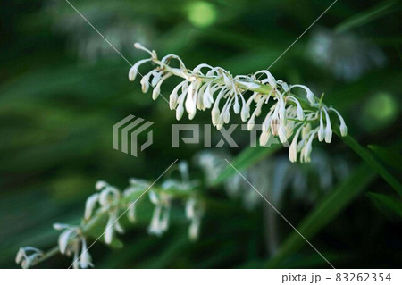 山野草　ノシランの白い花咲く 83262354