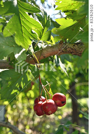 樹木：オオミサンザシ　バラ科 83262610