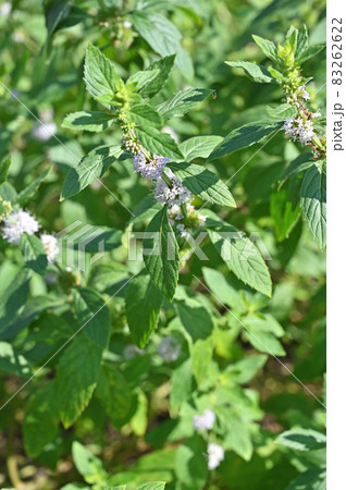 植物:ハッカ シソ科 植物:ハッカ シソ科 83262622