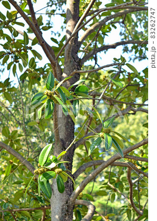 樹木：タラヨウ　モチノキ科 83262747