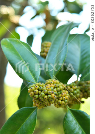 樹木：タラヨウ　モチノキ科 83262753