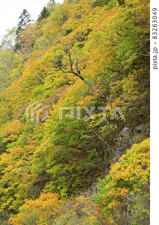 見頃を迎えた赤岩青巌峡の紅葉（北海道 占冠） 83263049