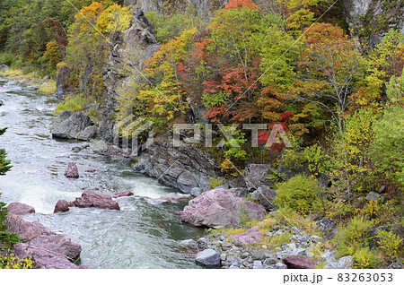 見頃を迎えた赤岩青巌峡の紅葉（北海道 占冠） 83263053