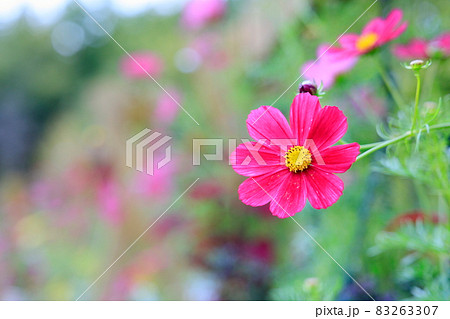馬見丘陵公園　　満開のコスモスと秋の花々 83263307