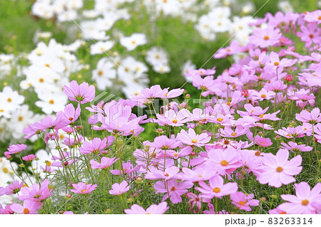 馬見丘陵公園　　満開のコスモスと秋の花々 83263314