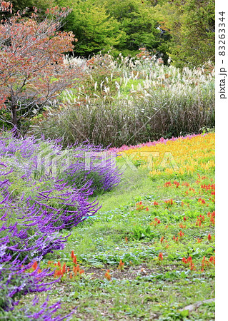 馬見丘陵公園 満開のコスモスと秋の花々 馬見丘陵公園 満開のコスモスと秋の花々 83263344