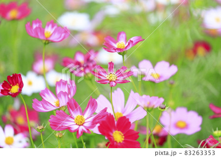 馬見丘陵公園 満開のコスモスと秋の花々 馬見丘陵公園 満開のコスモスと秋の花々 83263353