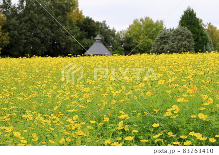 馬見丘陵公園　　満開のコスモスと秋の花々 83263410