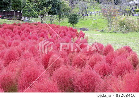 馬見丘陵公園　　満開のコスモスと秋の花々 83263416