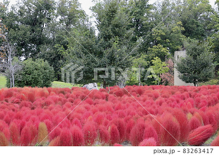 馬見丘陵公園　　満開のコスモスと秋の花々 83263417