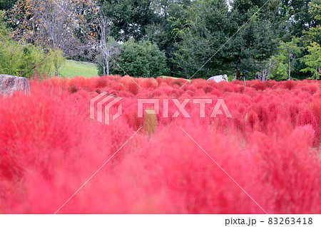 馬見丘陵公園　　満開のコスモスと秋の花々 83263418