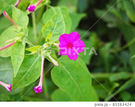 オシロイバナ 83263424