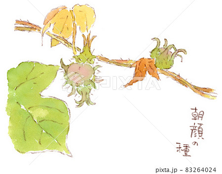 実りの秋：朝顔の種の水彩イラスト 83264024