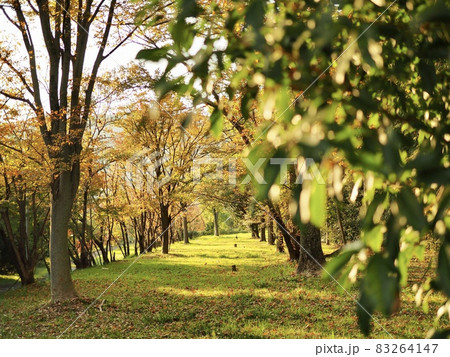 京都の紅葉がキレイな公園の景色 83264147
