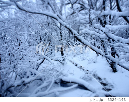 雪に囲まれた森の景色 83264148