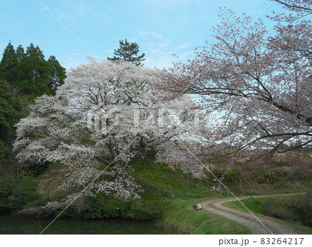 ため池を飾る威風堂々の山桜 ため池を飾る威風堂々の山桜 83264217