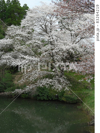 ため池を飾る威風堂々の山桜 ため池を飾る威風堂々の山桜 83264219