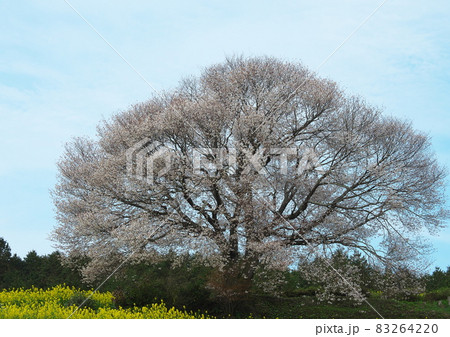 威風堂々と咲く誇る馬場の山桜 威風堂々と咲く誇る馬場の山桜 83264220