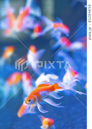 水槽で泳ぐ金魚 水槽で泳ぐ金魚 83264650