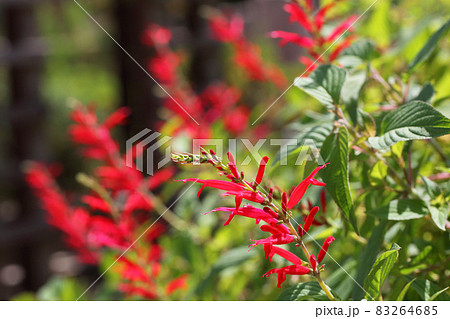 パイナップルセージの花と蕾 83264685