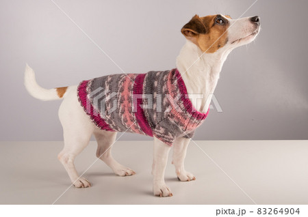 Jack russell terrier dog in a knitted woolen...の写真素材