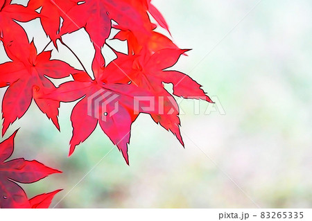 パステル調　”もみじ　紅葉　秋イメージ”　イラストイメージ 83265335